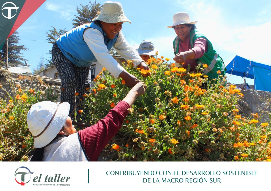 𝗣𝗥𝗢𝗗𝗨𝗖𝗖𝗜𝗢́𝗡 𝗦𝗢𝗦𝗧𝗘𝗡𝗜𝗕𝗟𝗘 𝗗𝗘 𝗣𝗟𝗔𝗡𝗧𝗔𝗦 𝗠𝗘𝗗𝗜𝗖𝗜𝗡𝗔𝗟𝗘𝗦 𝗜𝗠𝗣𝗨𝗟𝗦𝗔 𝗢𝗣𝗢𝗥𝗧𝗨𝗡𝗜𝗗𝗔𝗗𝗘𝗦 𝗣𝗔𝗥𝗔 𝗠𝗨𝗝𝗘𝗥𝗘𝗦 𝗗𝗘 𝗖𝗛𝗜𝗚𝗨𝗔𝗧𝗔